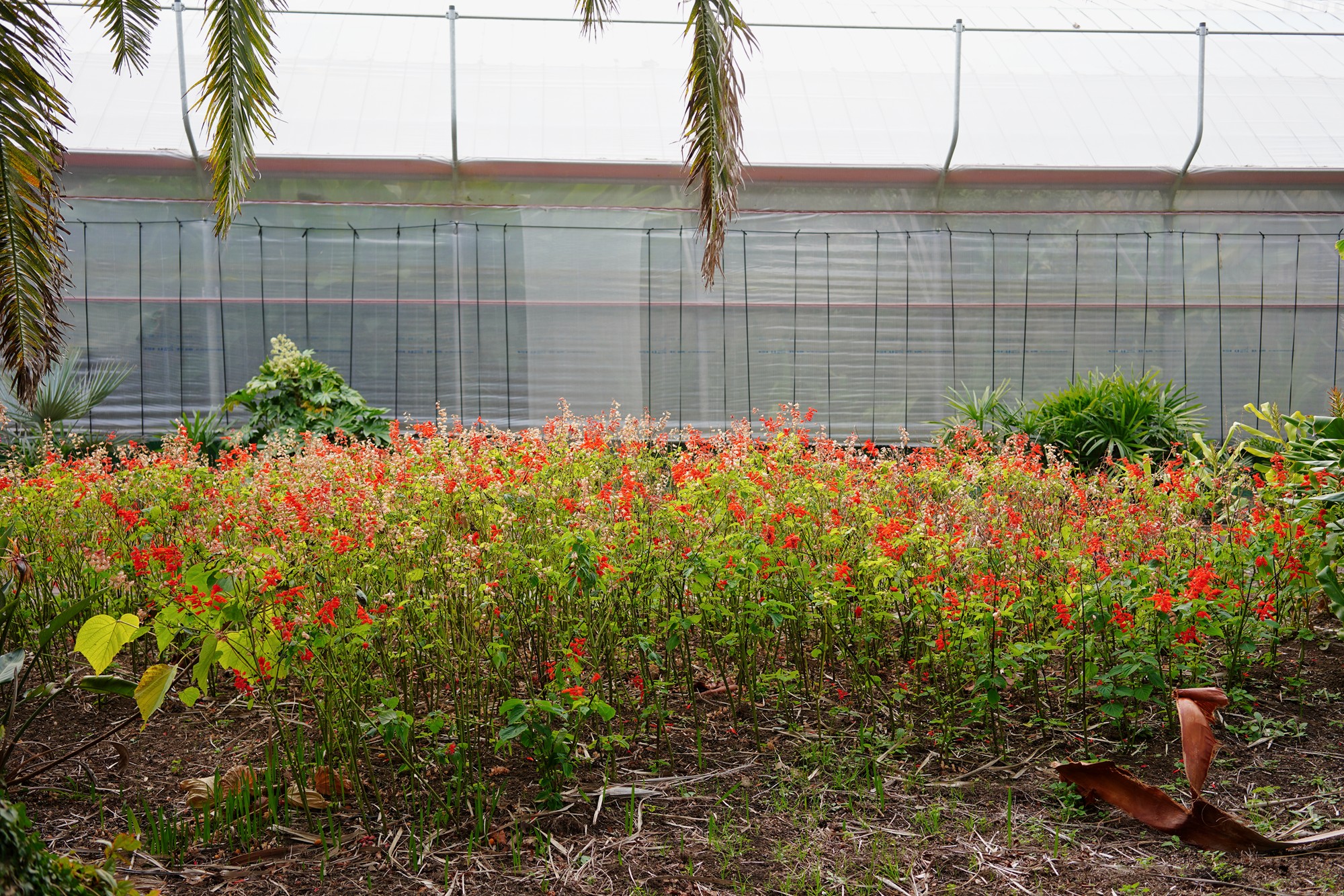Jeju 18 (91)