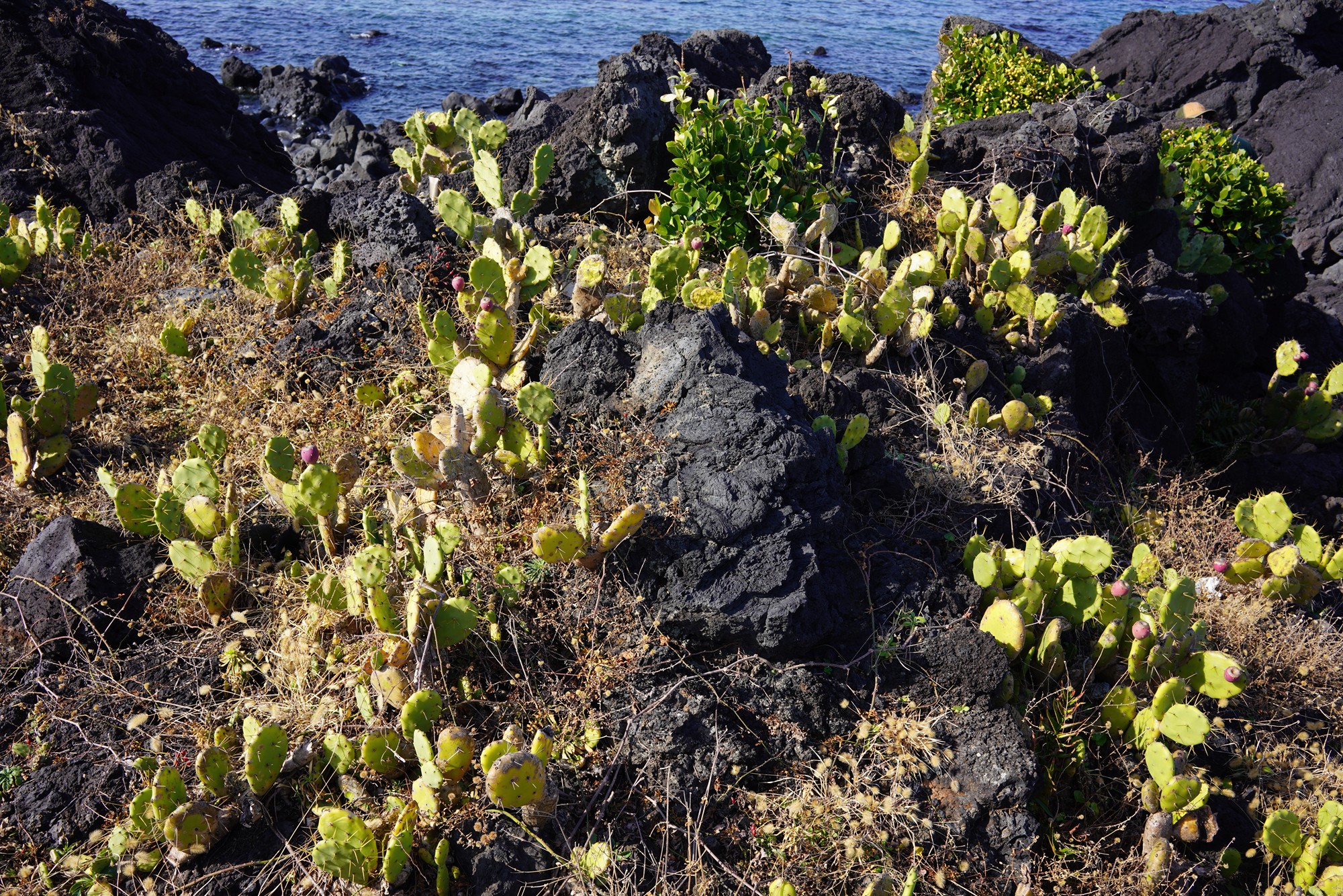 Jeju 20 (14)
