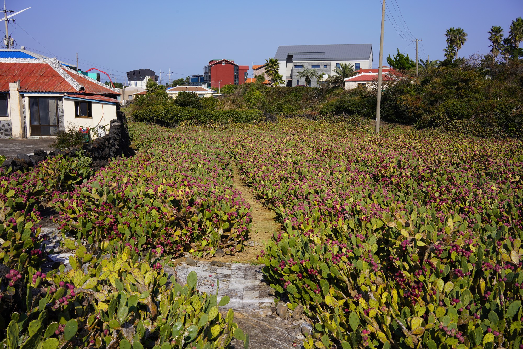 Jeju 20 (2)