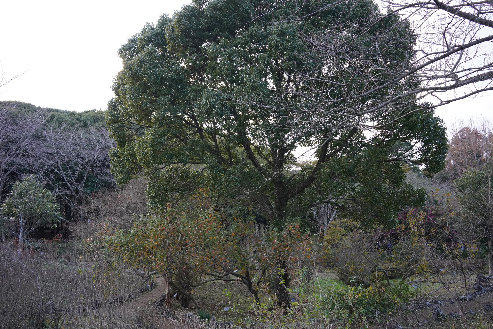 Jeju 23 (64)