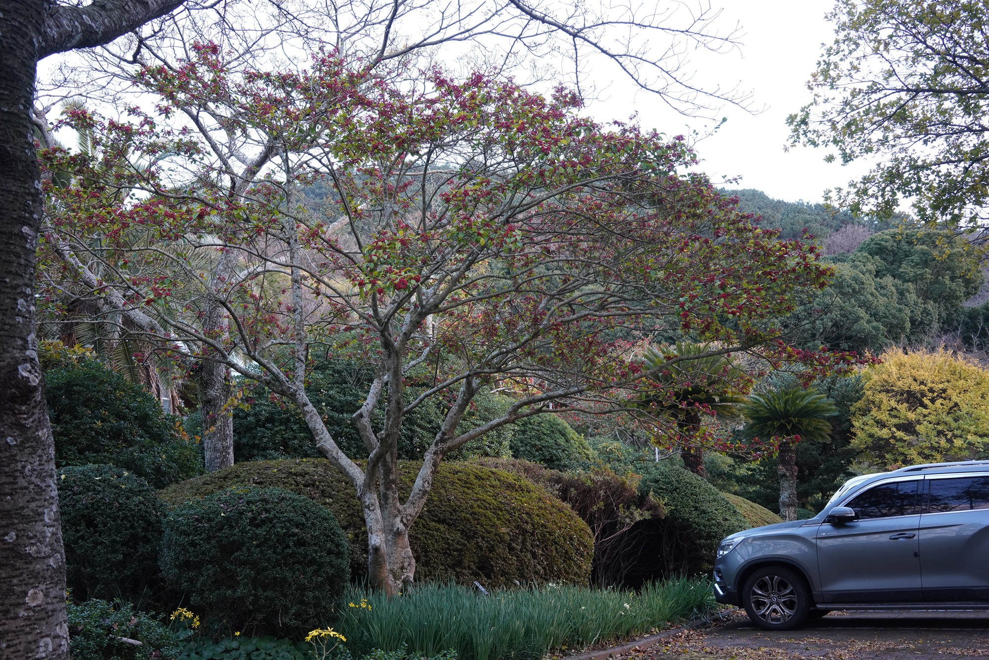 Jeju 23 (66)