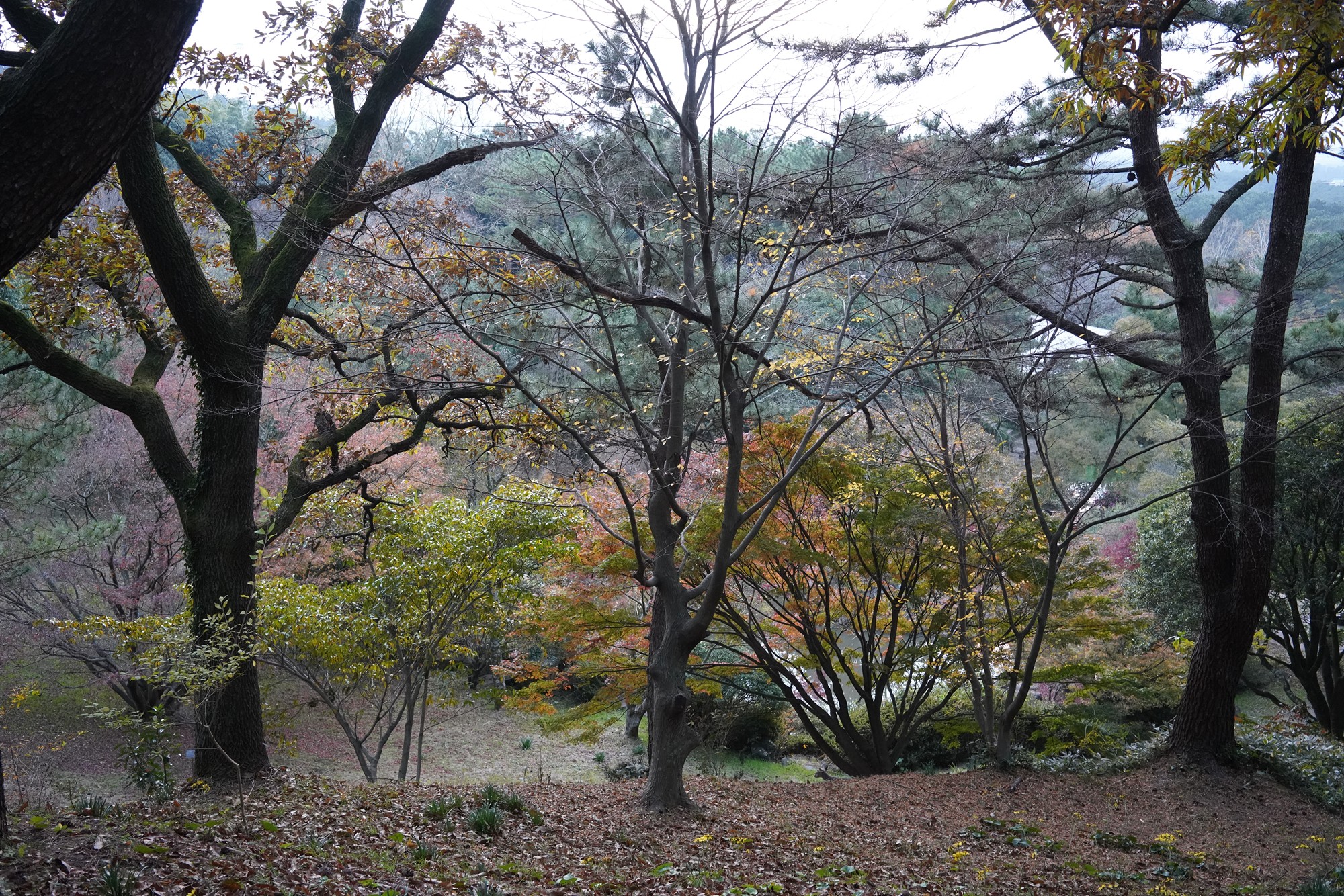 Jeju 23 (80)