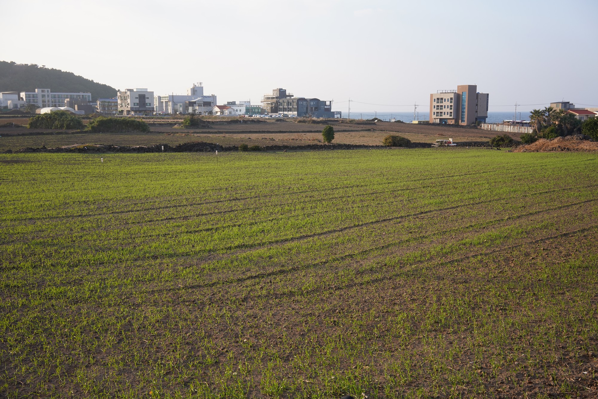 Jeju 25 (34)