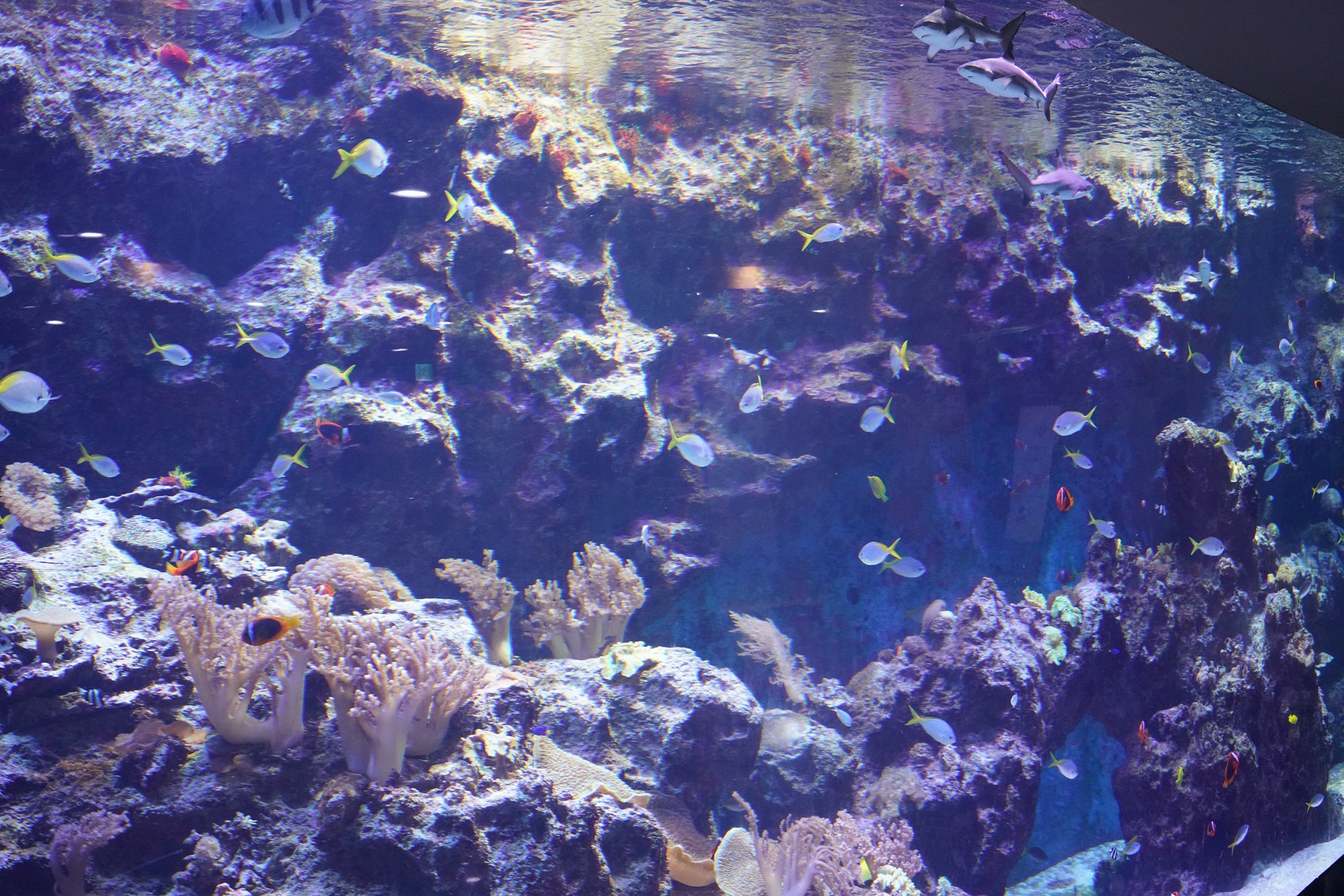 Jeju 8 (61)