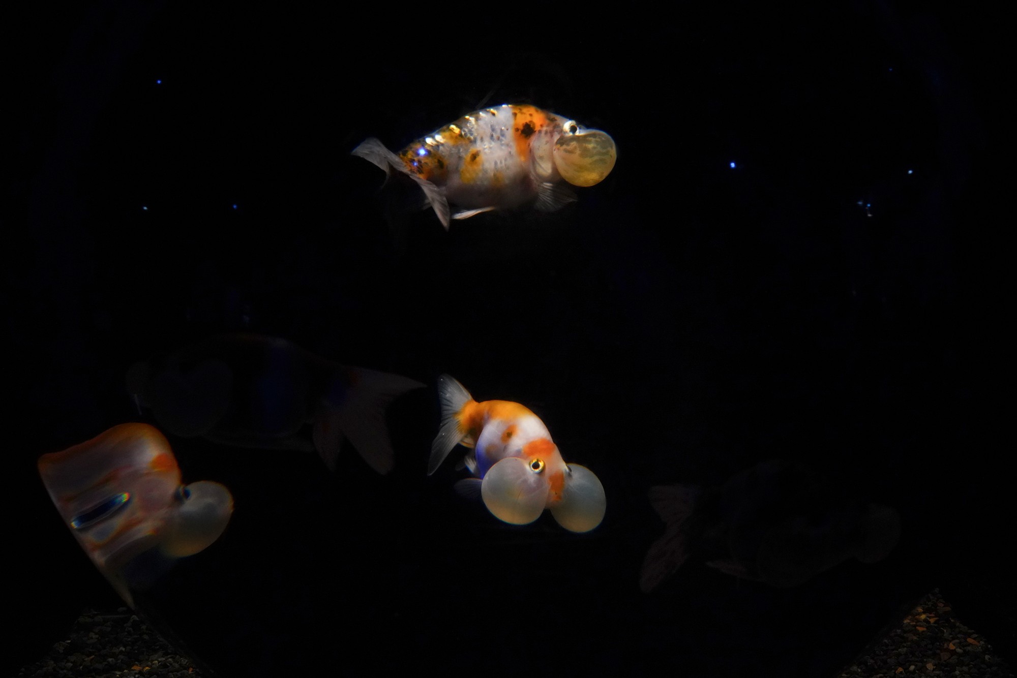 Jeju 8 (66)