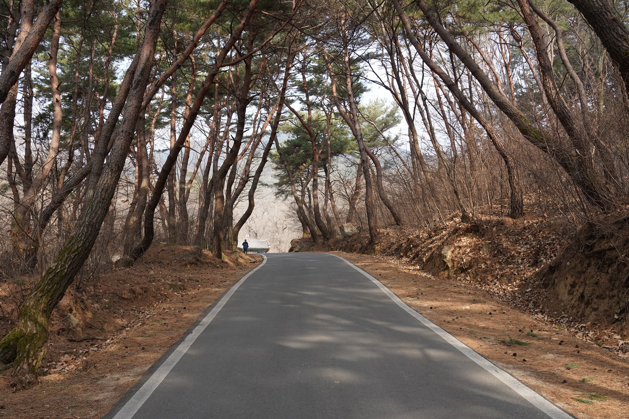 Andong 3 (1)