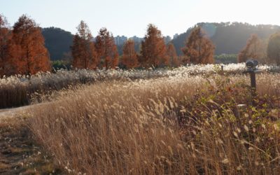 Ulsan Taehwagang National Garden, South Korea