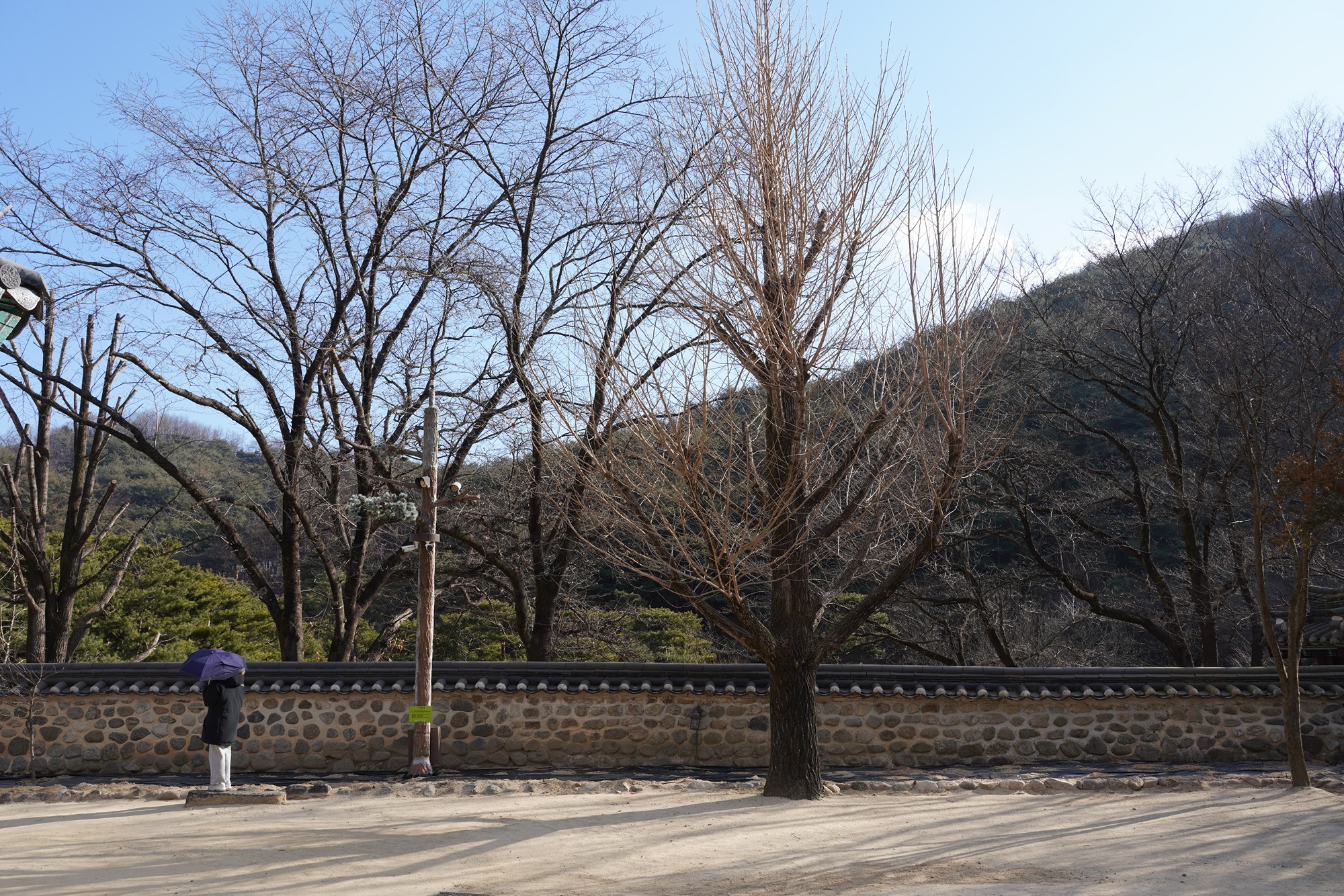YeongJu (14)