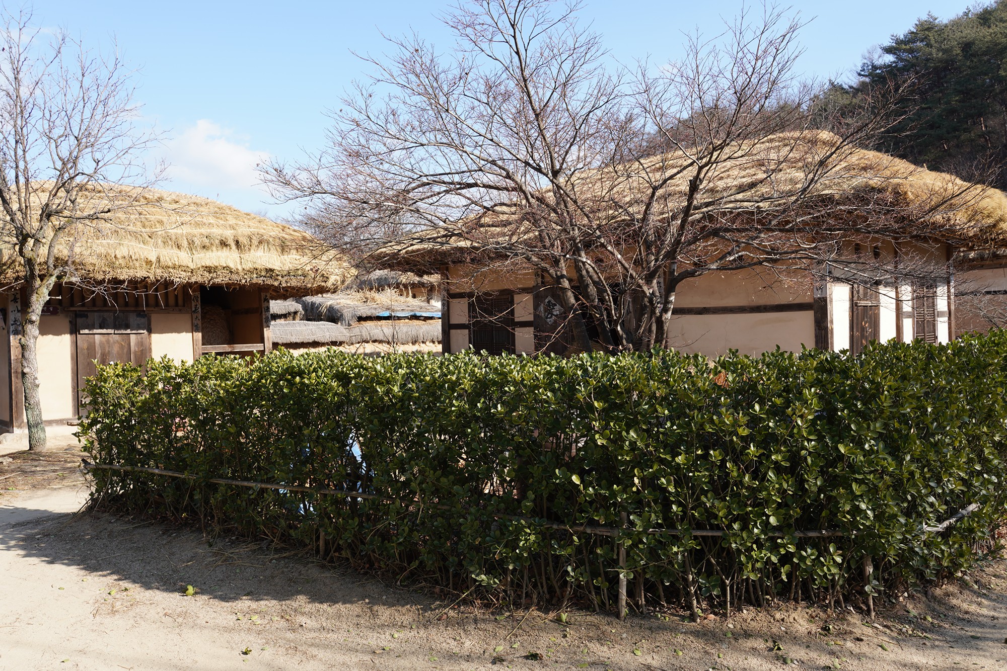 YeongJu (84)