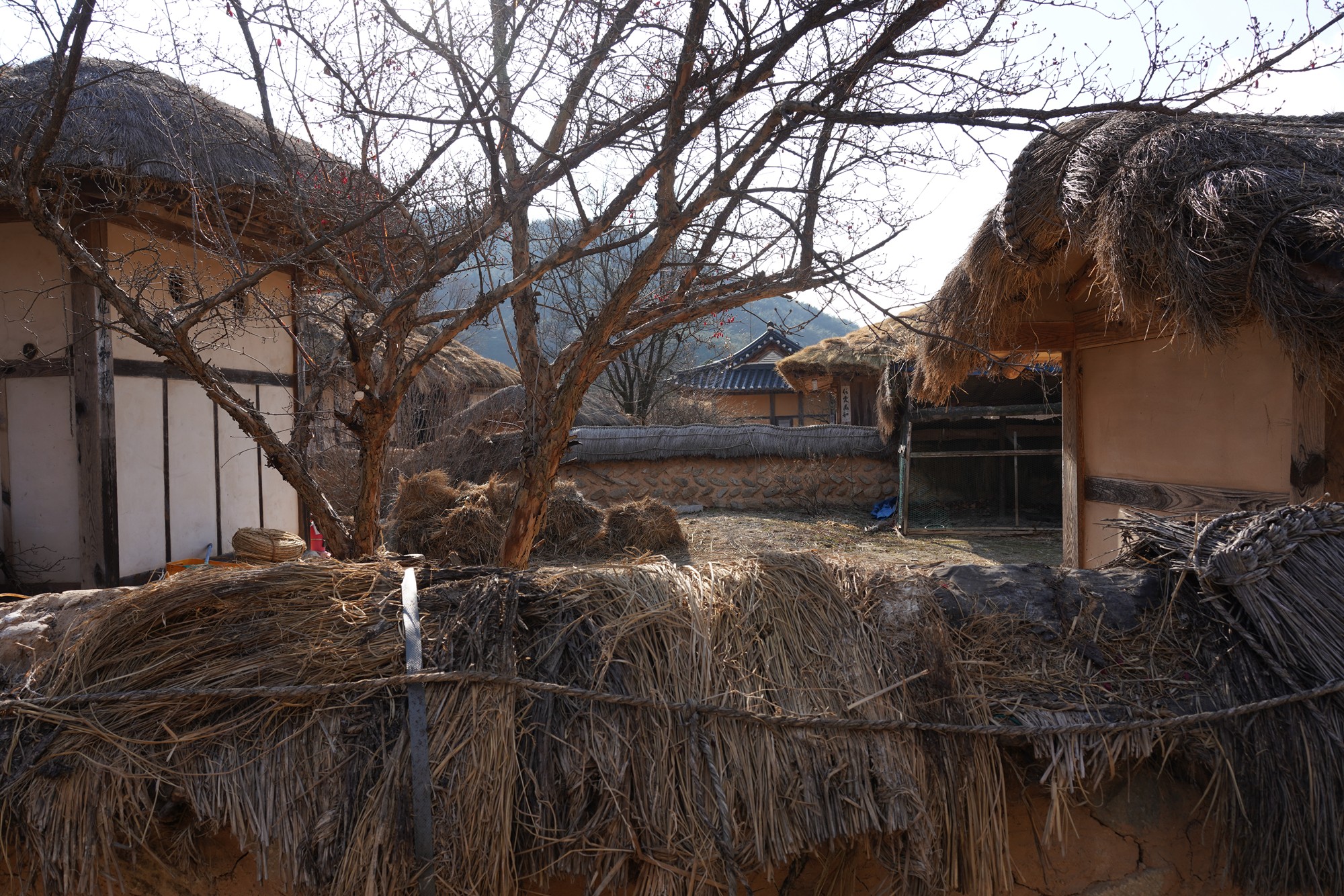 YeongJu (88)