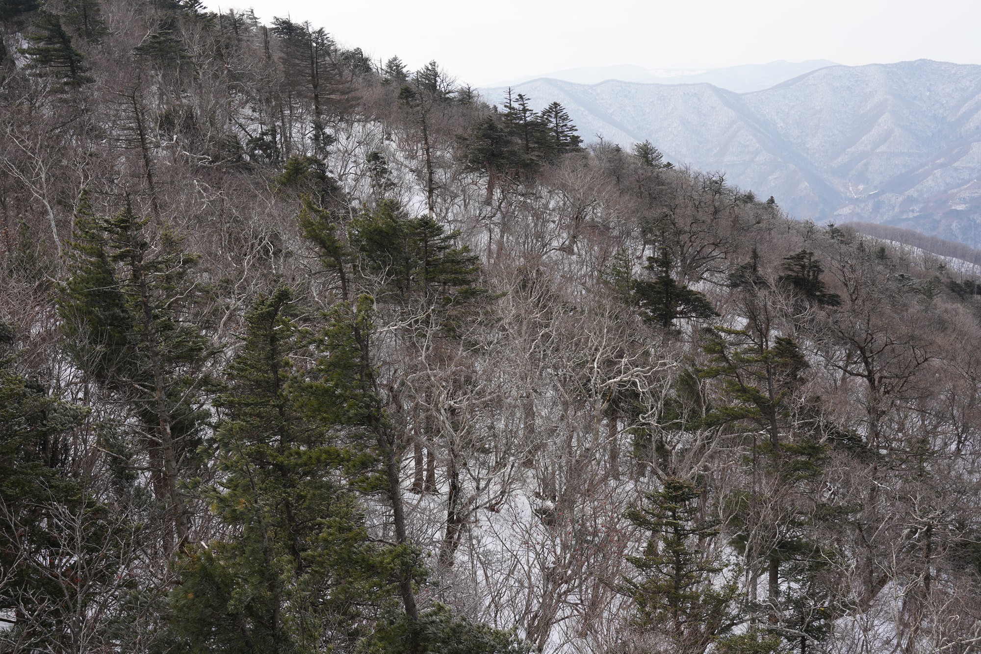 Daegwallyeong 2 (18)