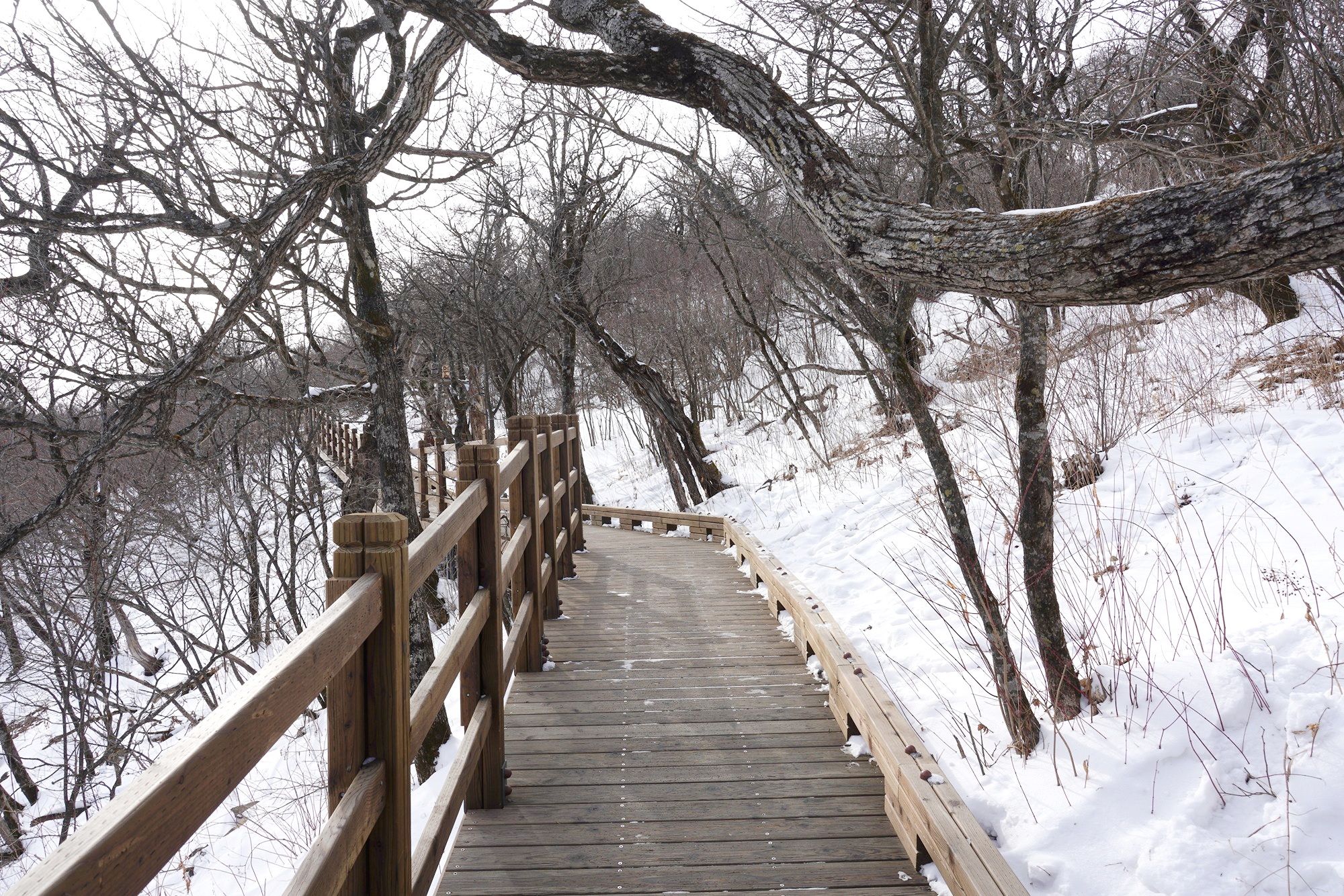 Daegwallyeong 2 (33)