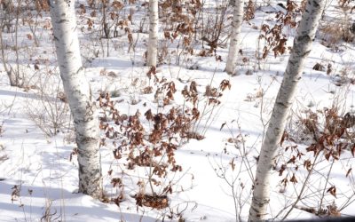 Wondae-ri Birch Forest, Inje, South Korea