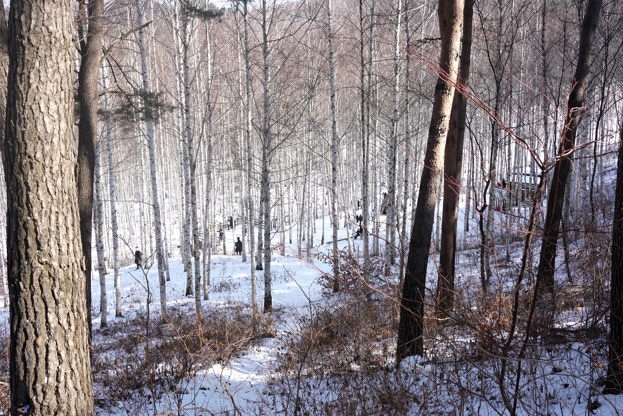 Sokcho 4 (27)