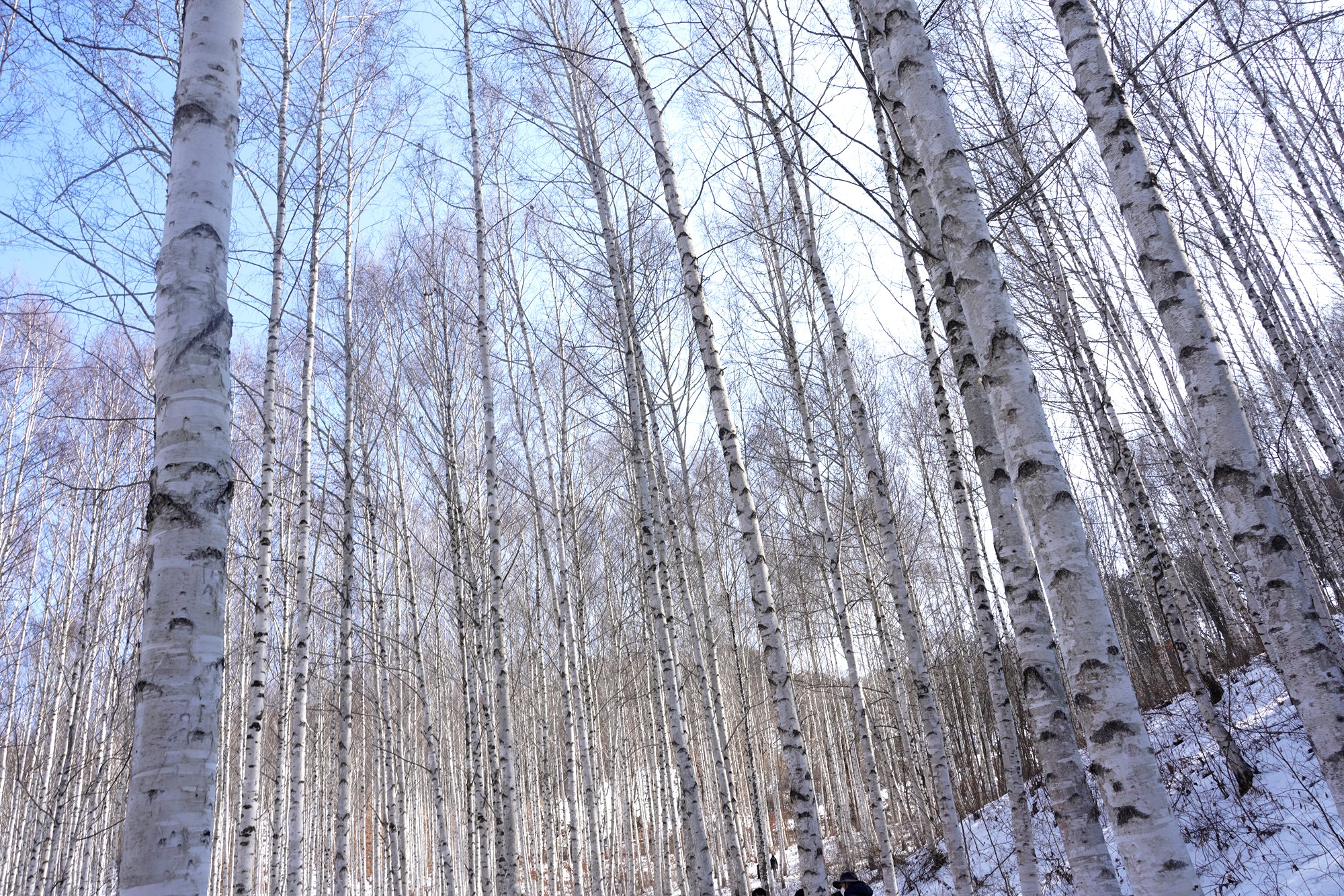 Sokcho 4 (51)