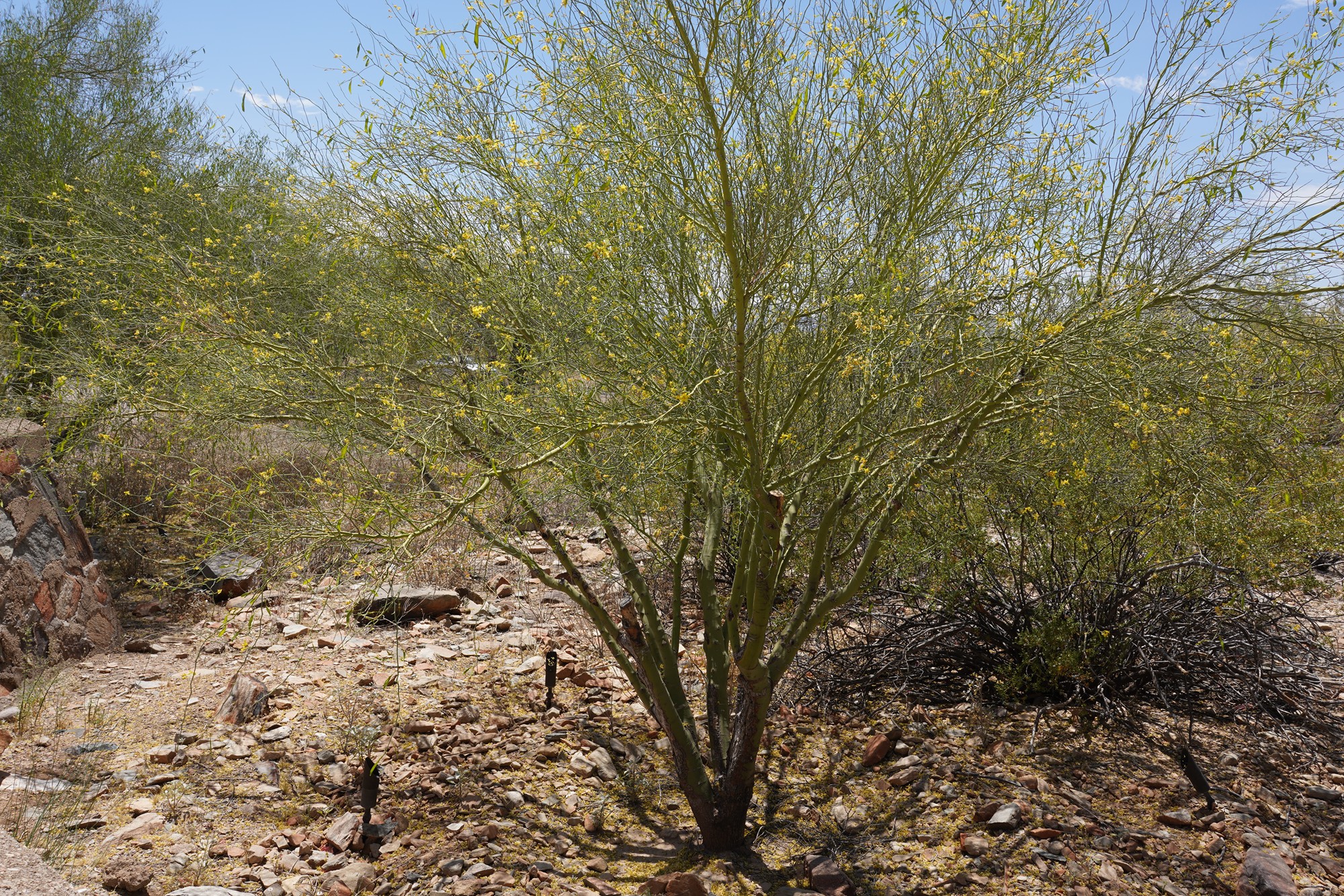 Phoenix 1 (16)
