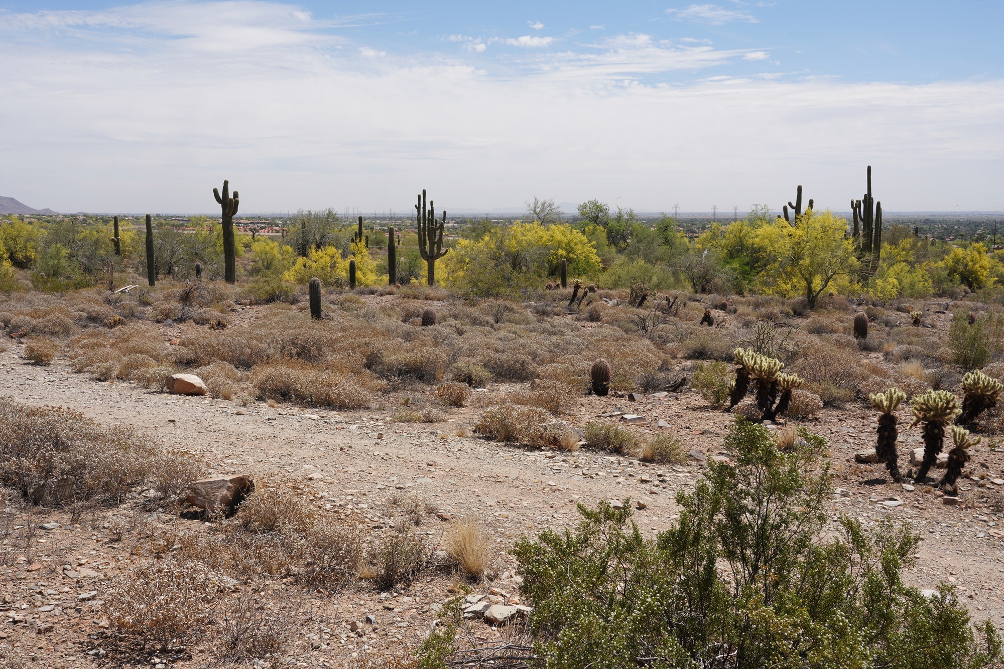 Phoenix 1 (25)