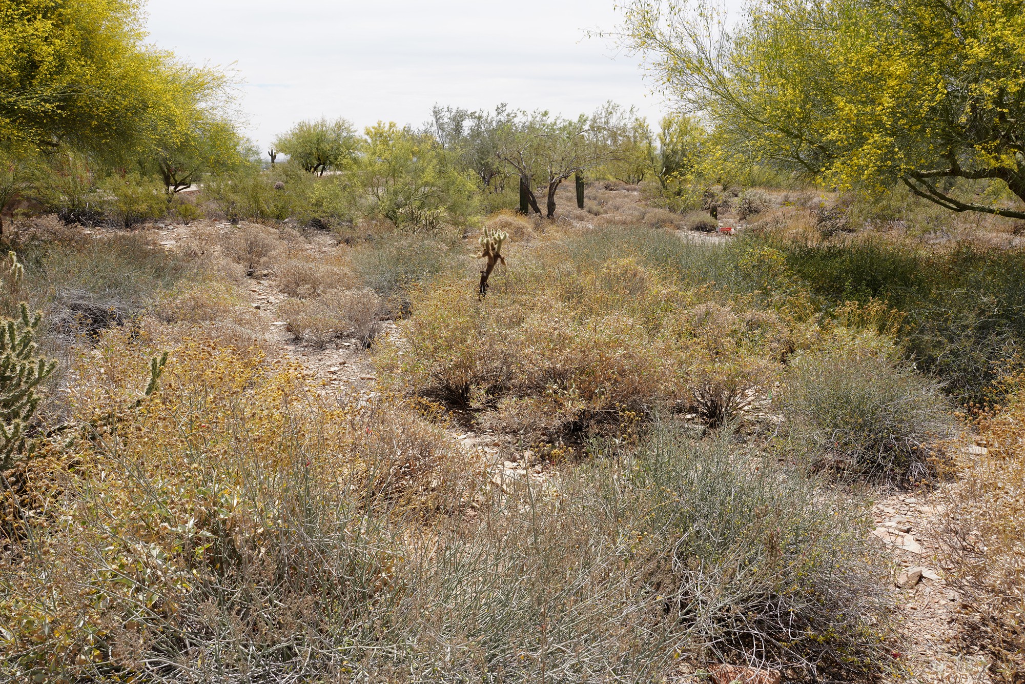 Phoenix 1 (5)