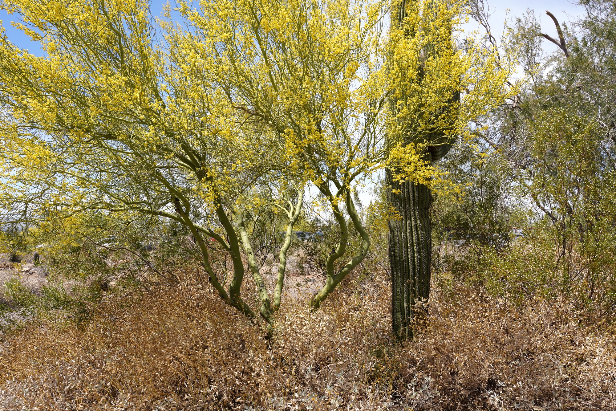 Phoenix 1 (9)