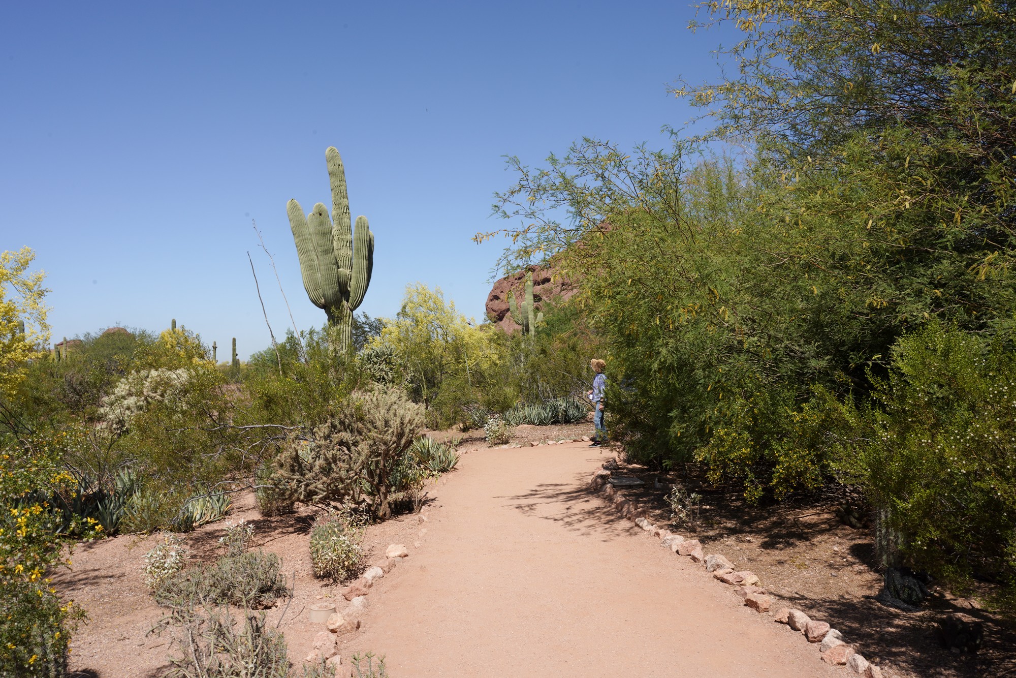 Phoenix 4 (25)