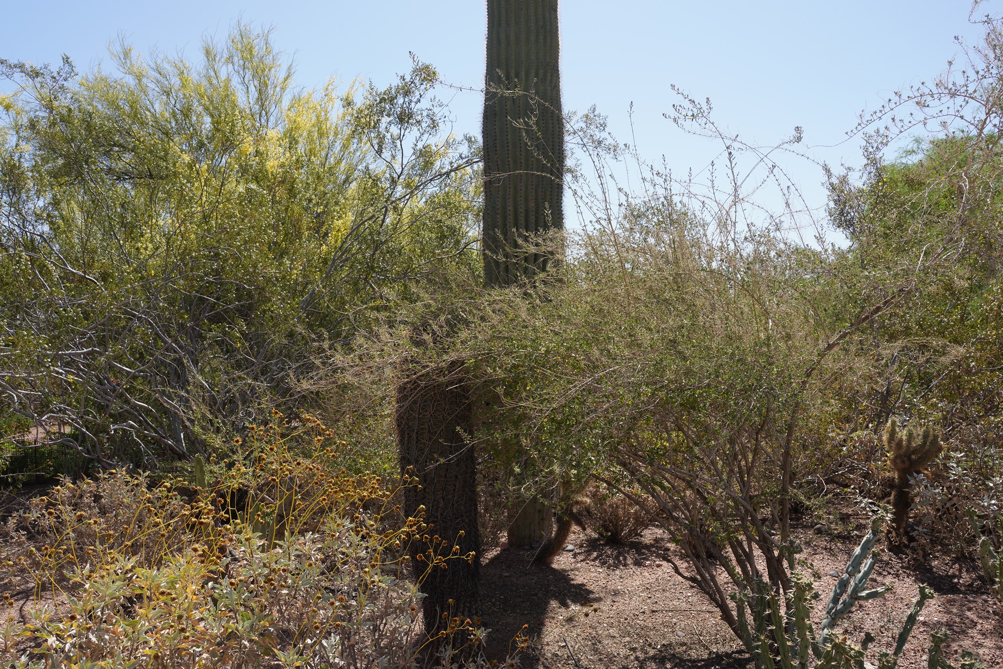 Phoenix 4 (28)
