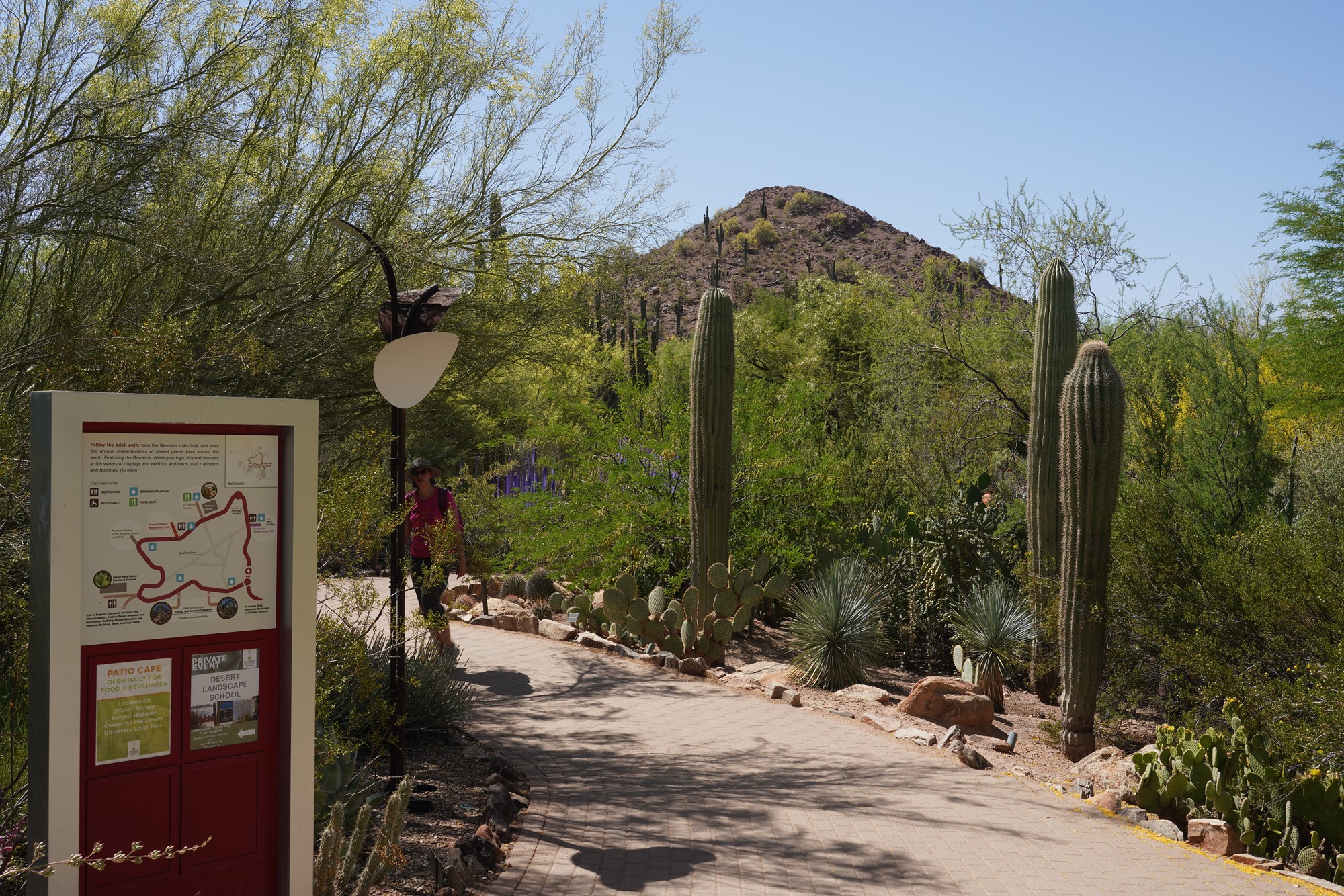 Phoenix 4 (37)