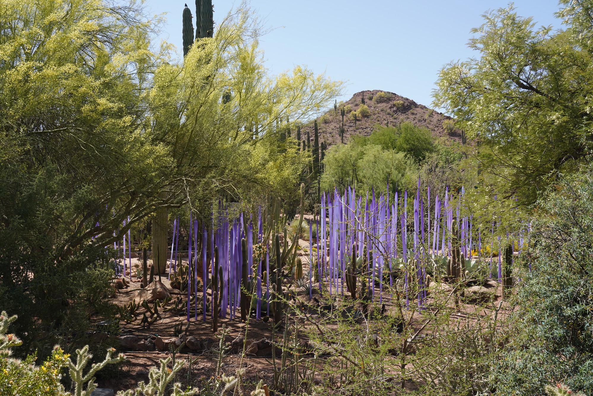 Phoenix 4 (38)