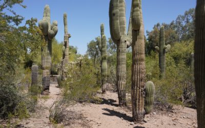 Desert Botanical Garden, Phoenix, Arizona, USA