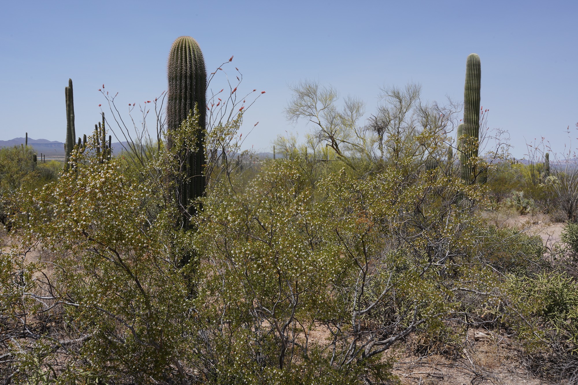 Tucson 1 (11)