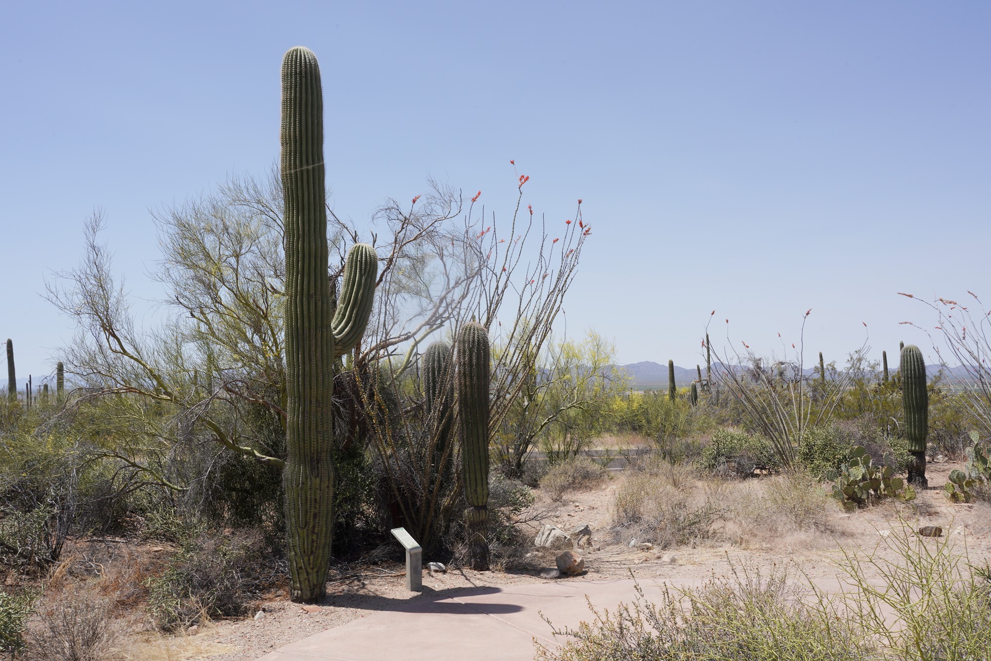 Tucson 1 (13)