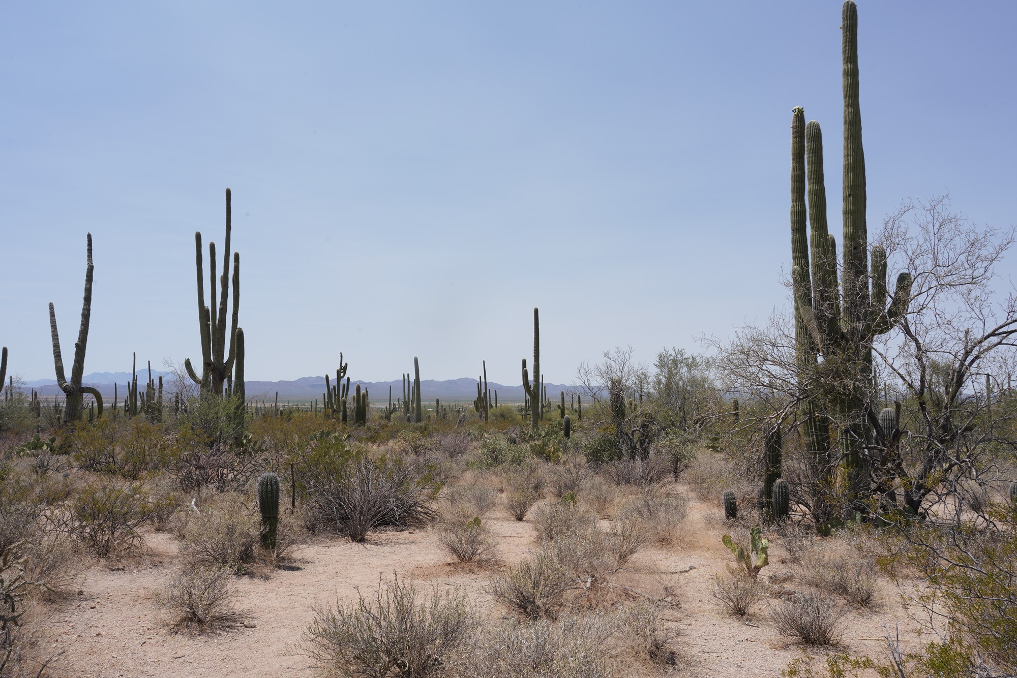 Tucson 1 (16)