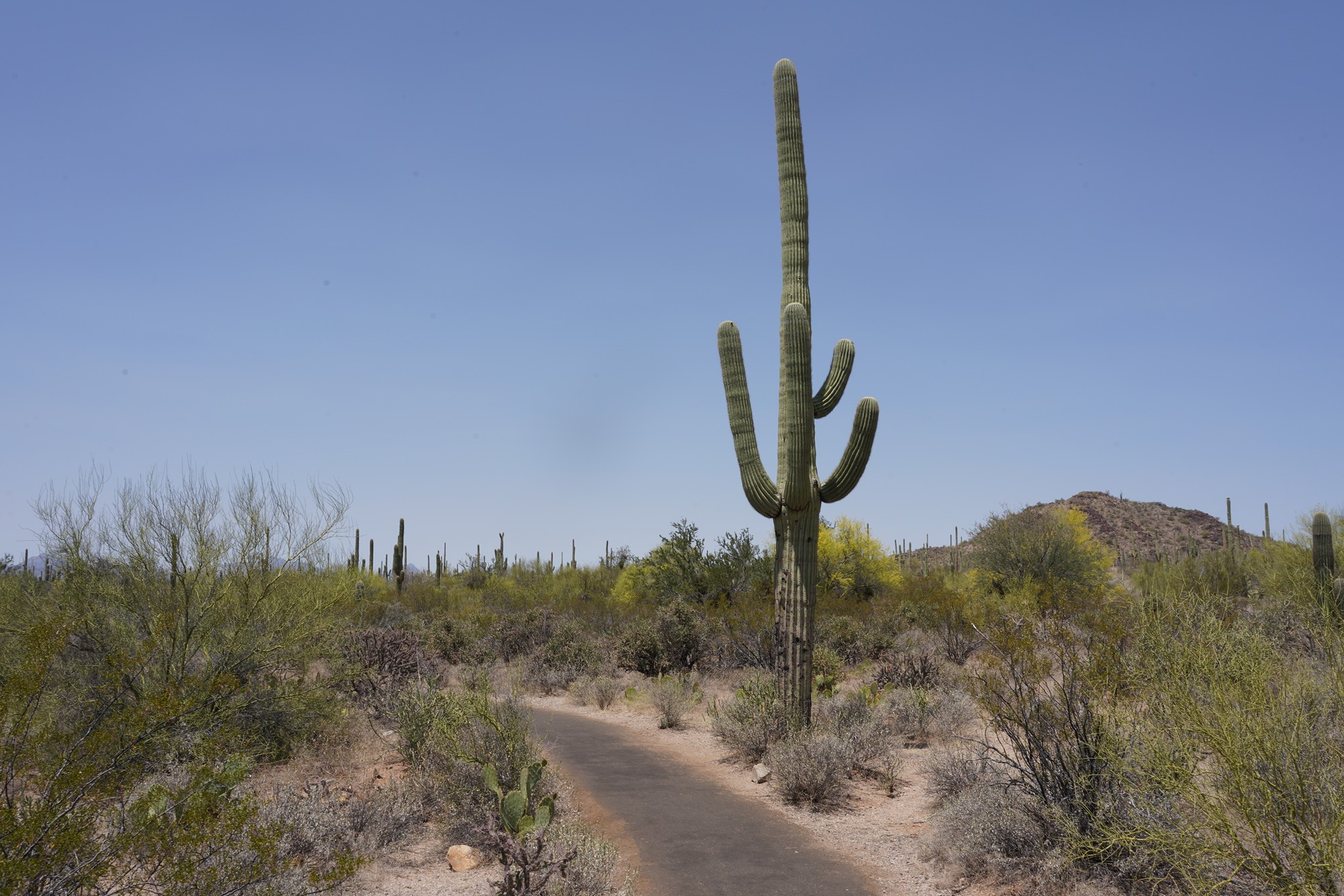 Tucson 1 (17)