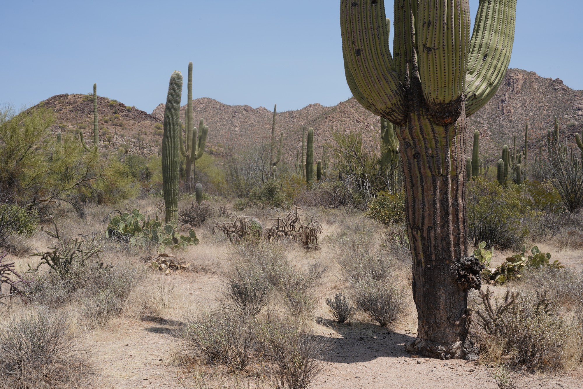 Tucson 1 (18)