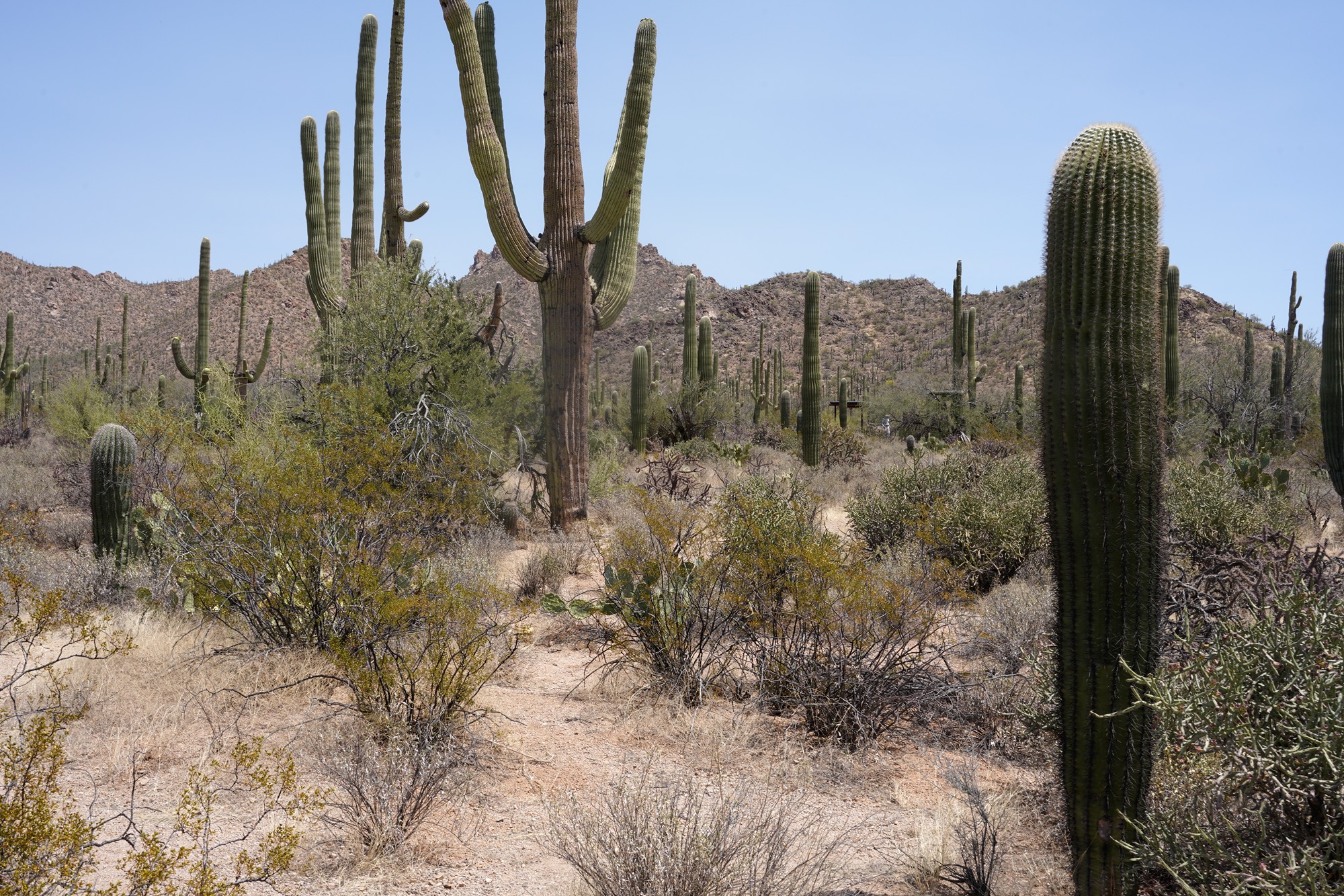 Tucson 1 (19)