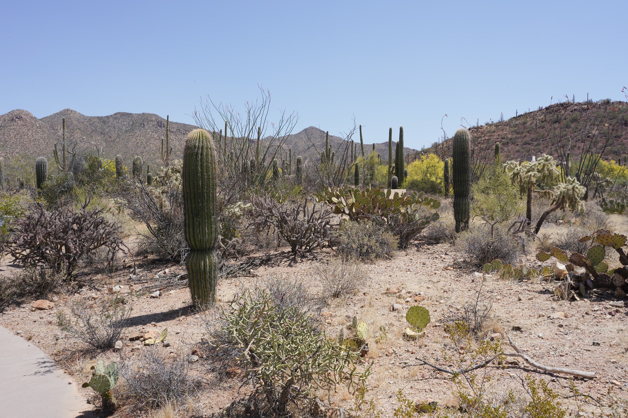 Tucson 1 (2)