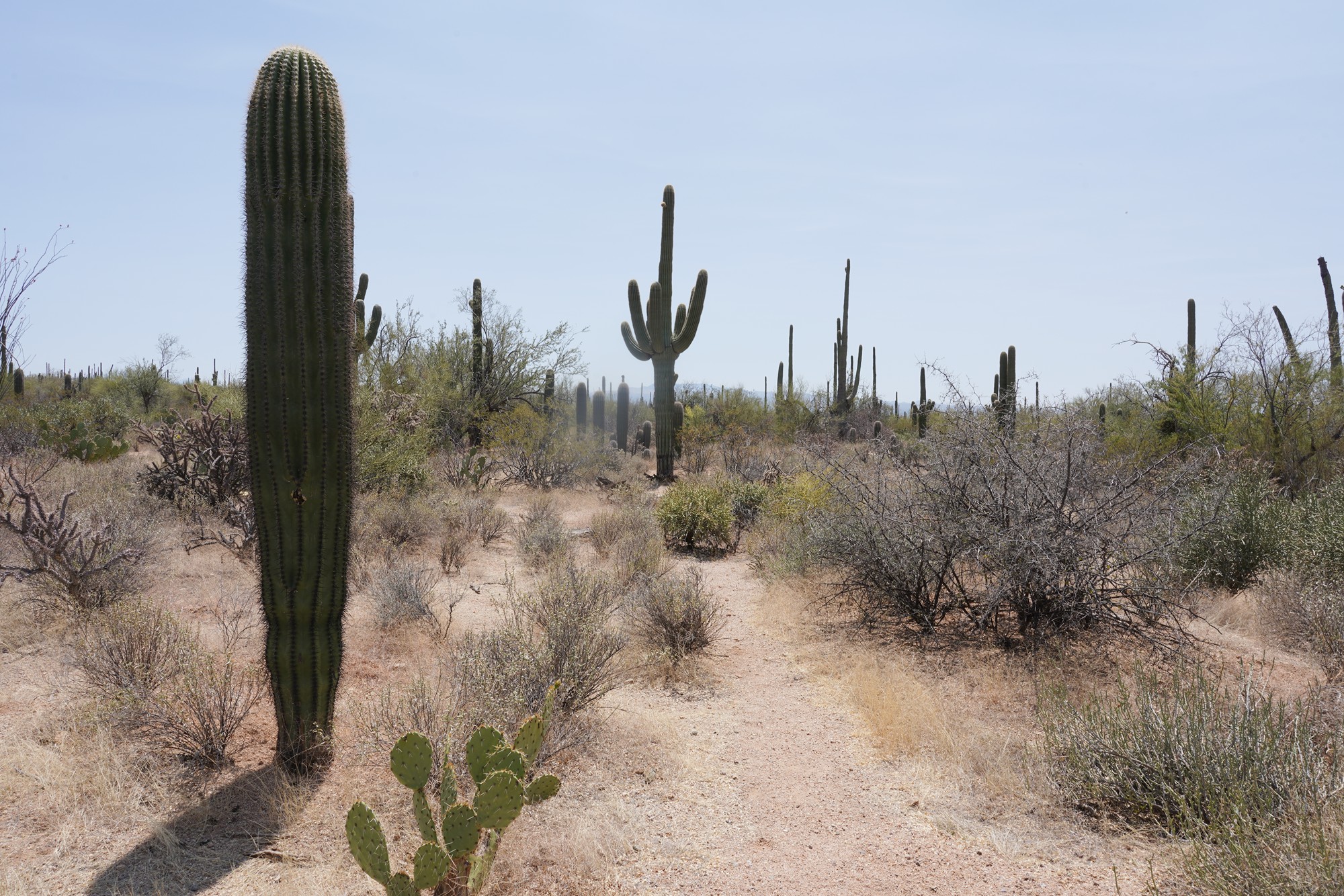 Tucson 1 (20)
