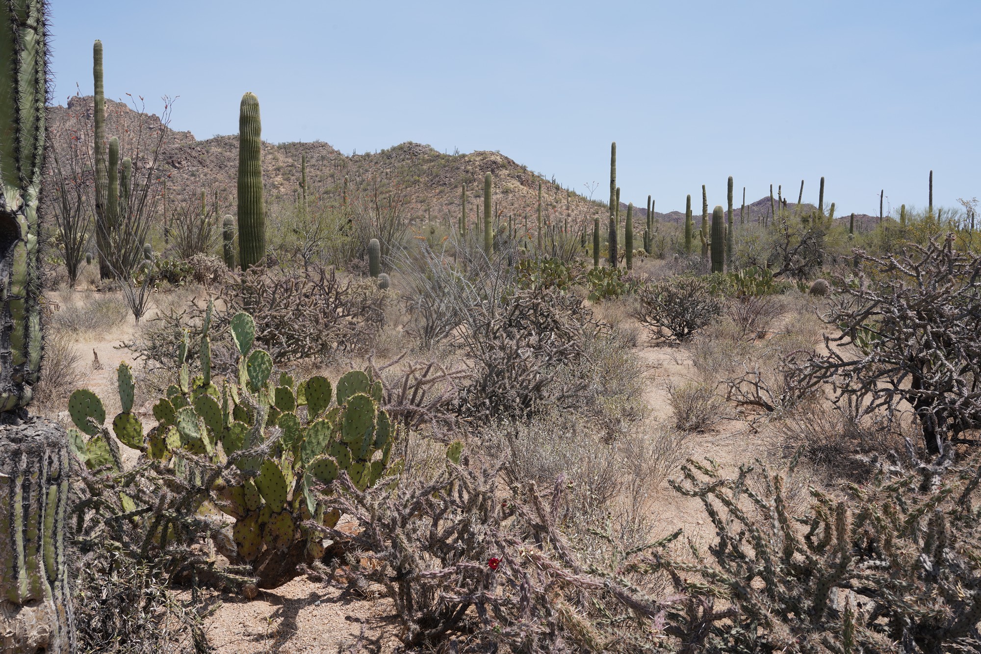 Tucson 1 (21)