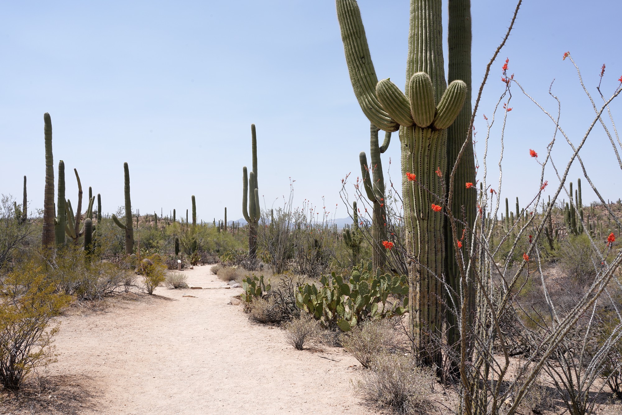 Tucson 1 (22)