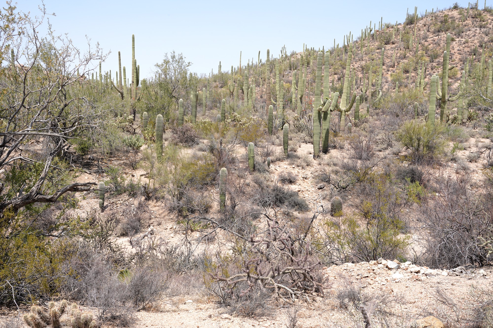 Tucson 1 (23)