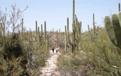 Saguaro National Park, Tucson, Arizona, USA