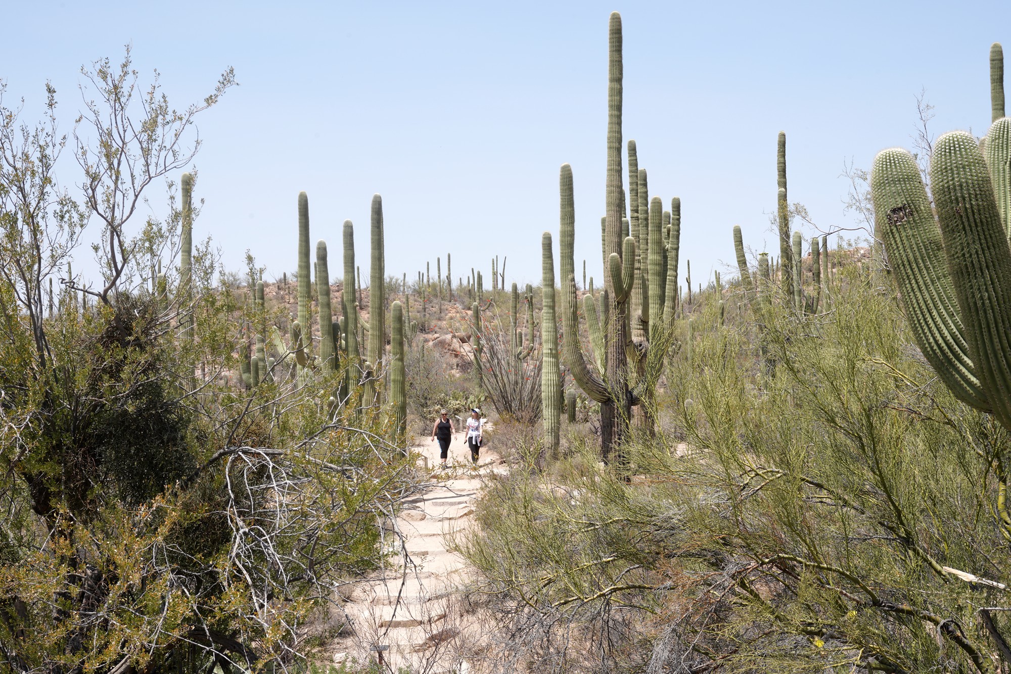 Tucson 1 (24)