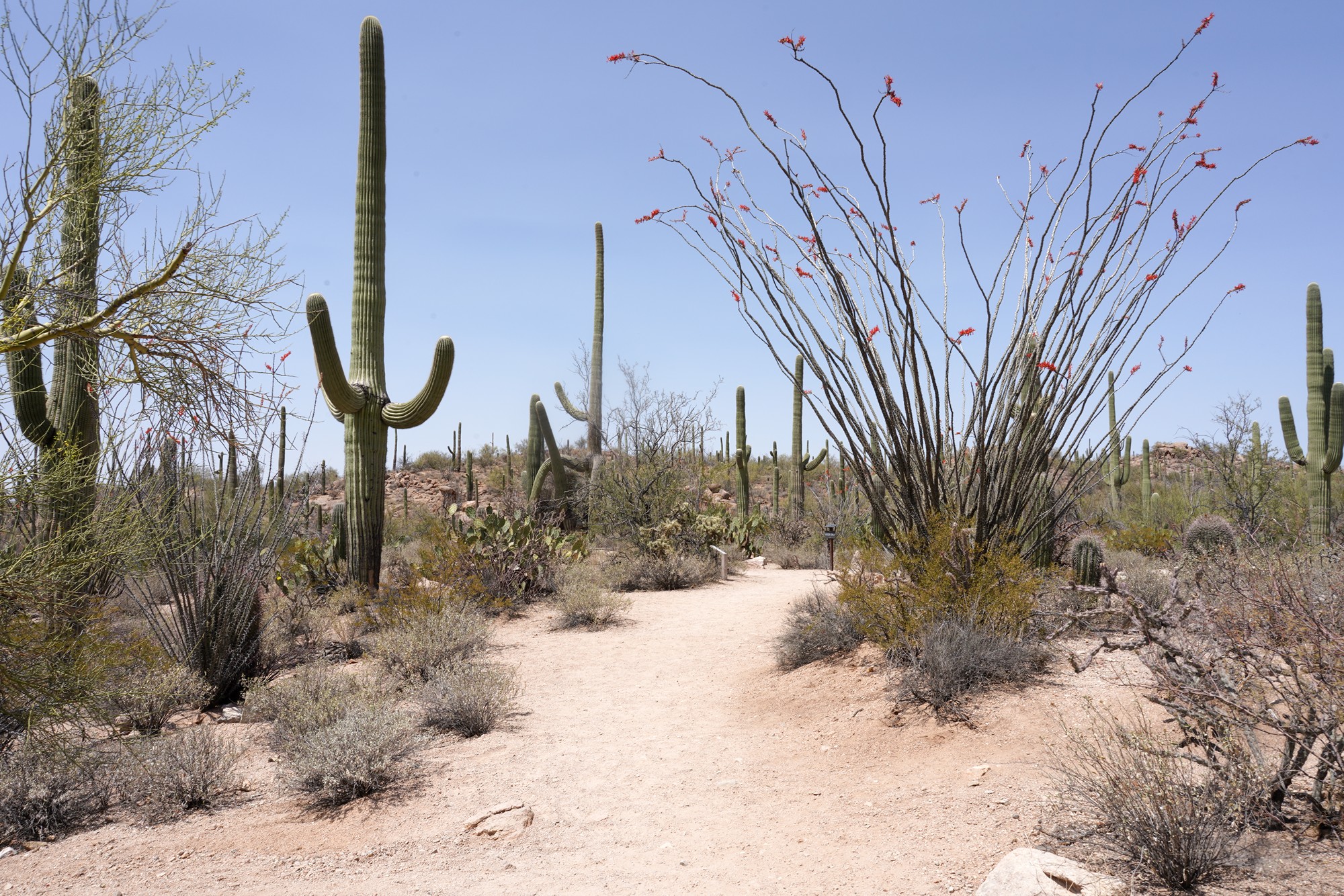 Tucson 1 (25)