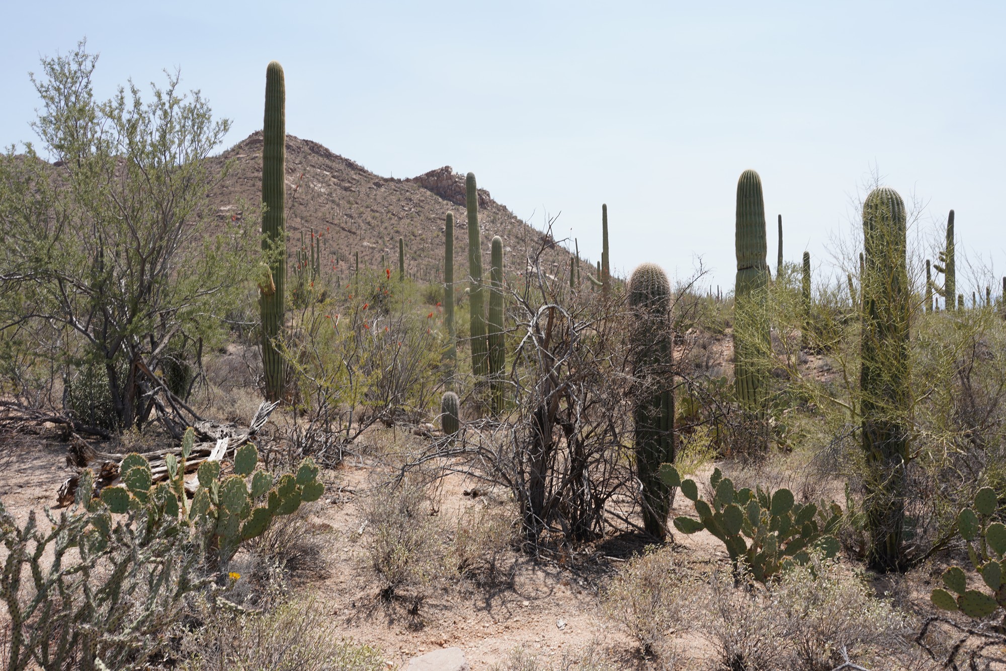 Tucson 1 (27)