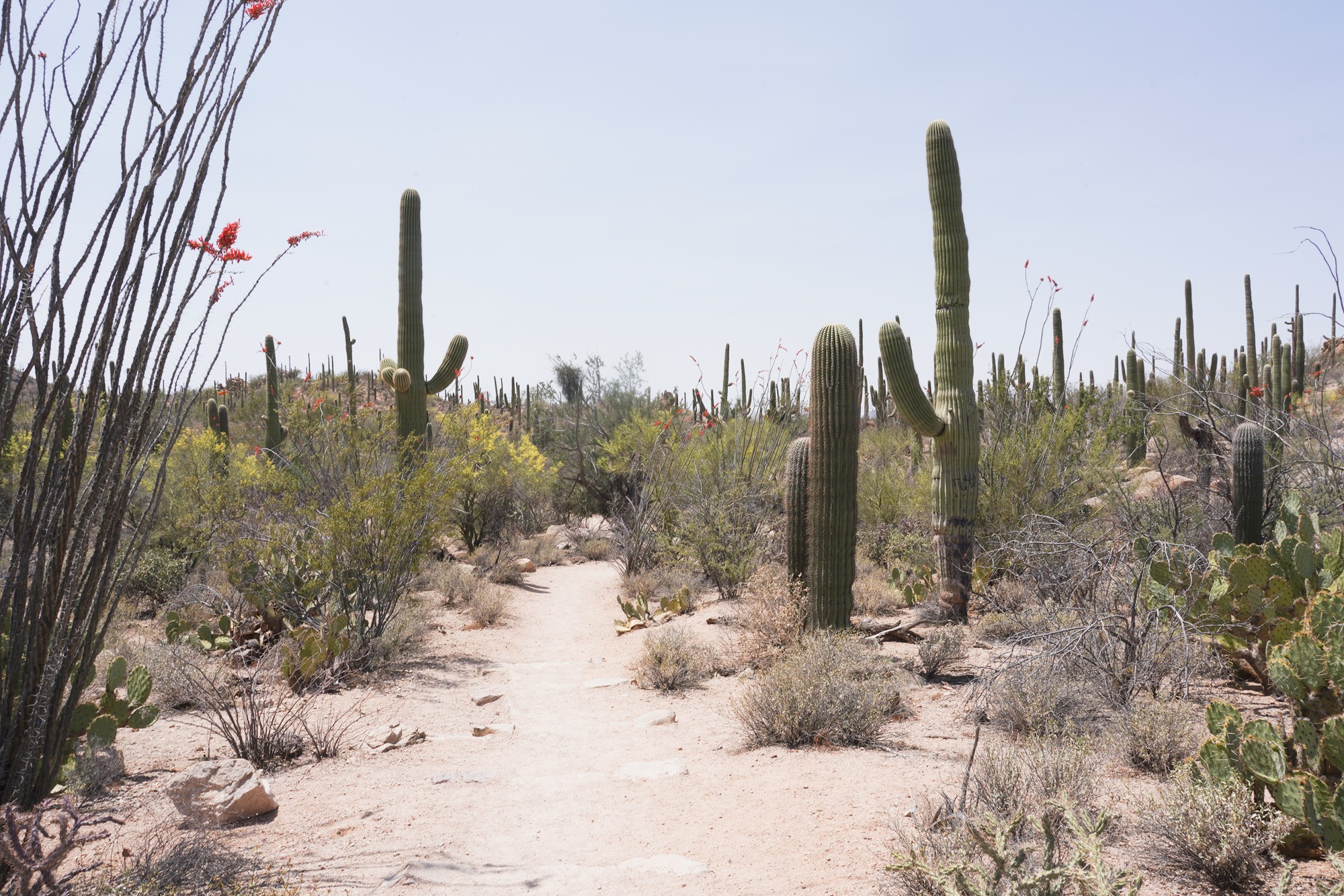 Tucson 1 (28)