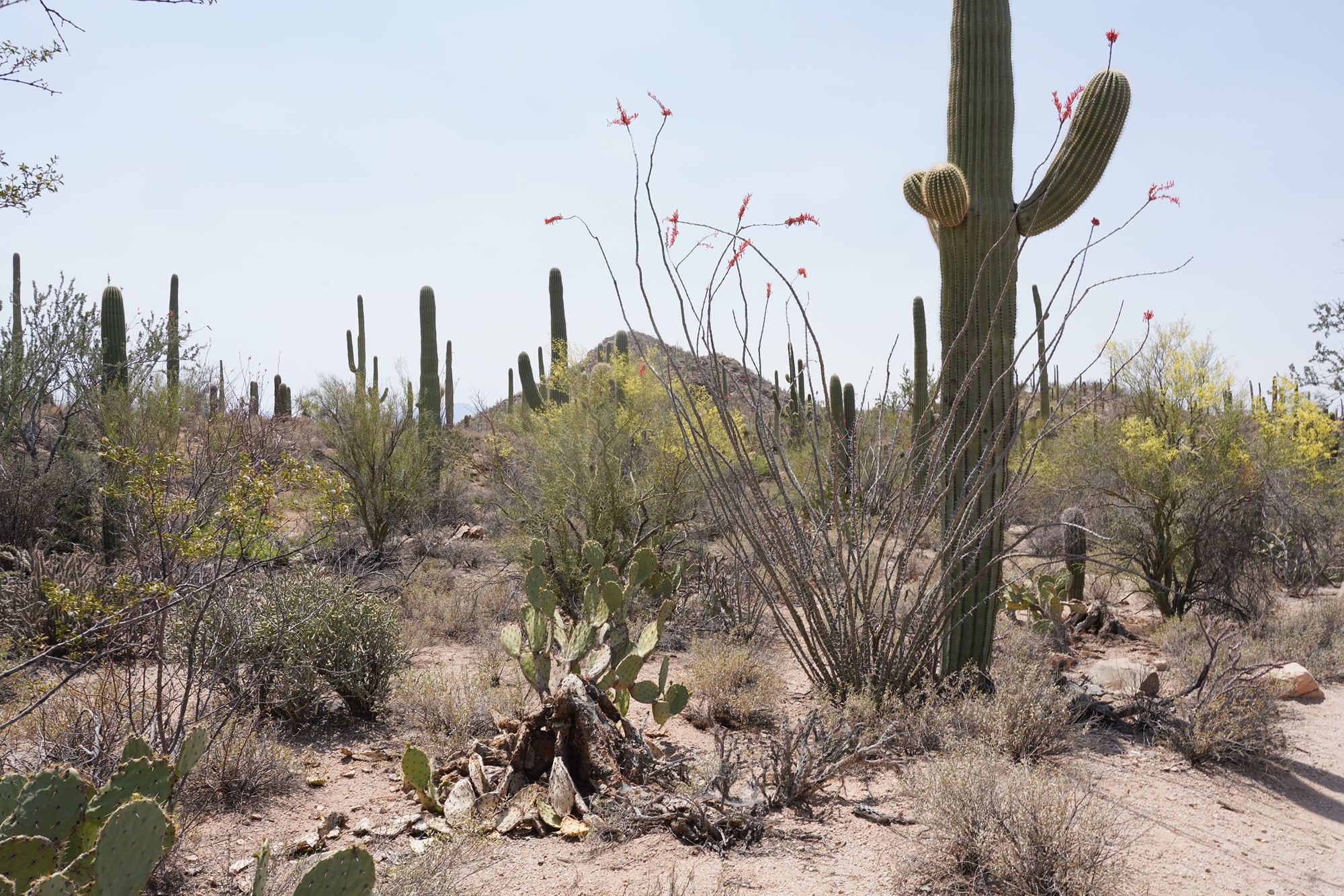 Tucson 1 (29)