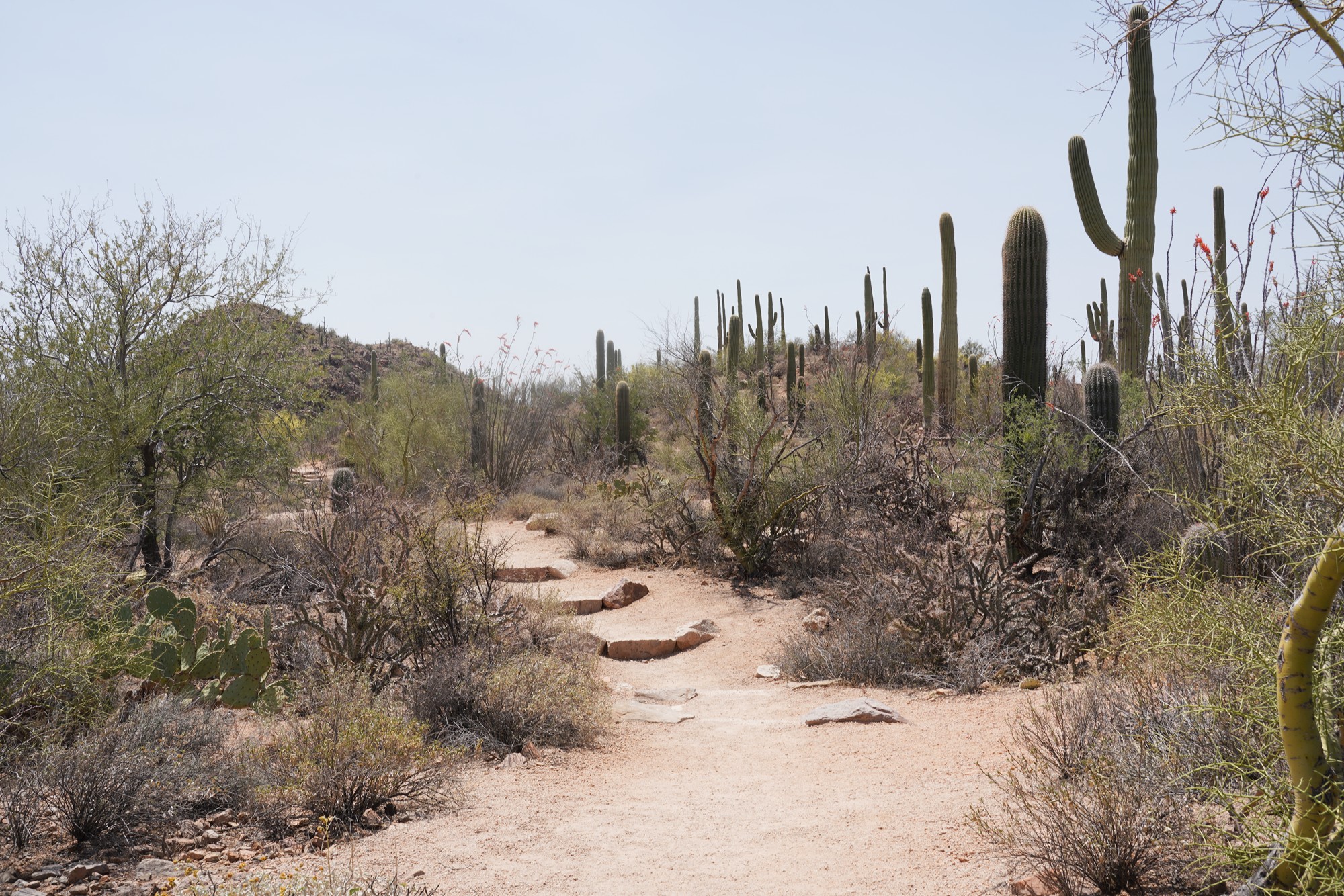 Tucson 1 (30)