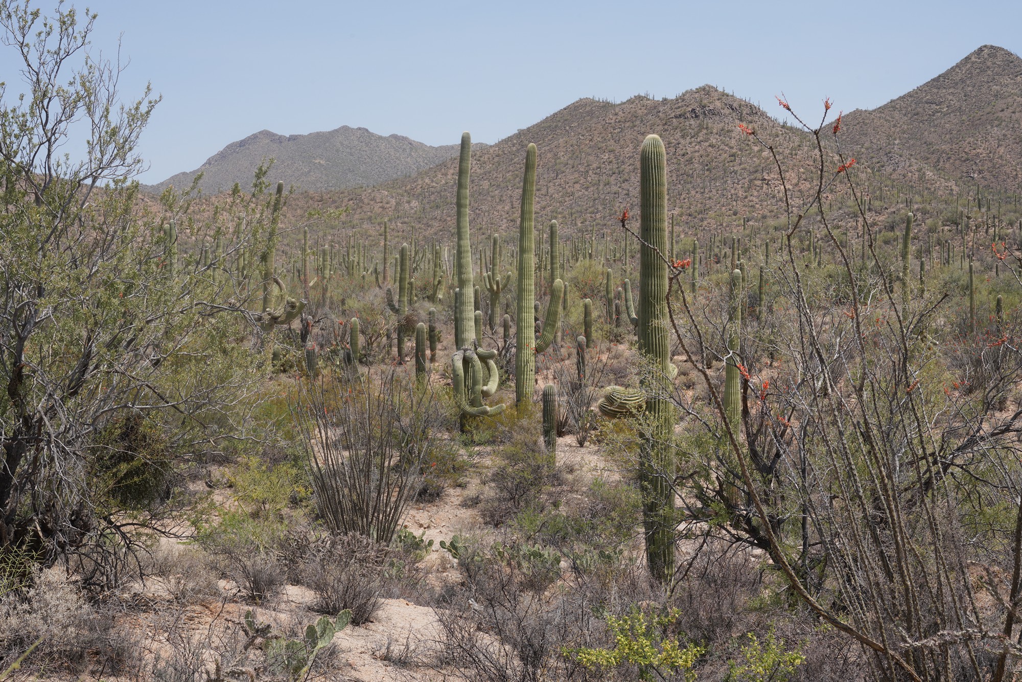 Tucson 1 (31)