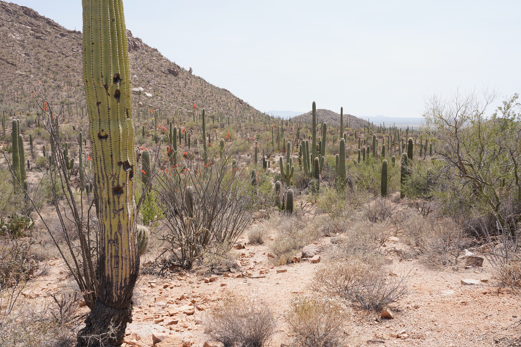 Tucson 1 (32)