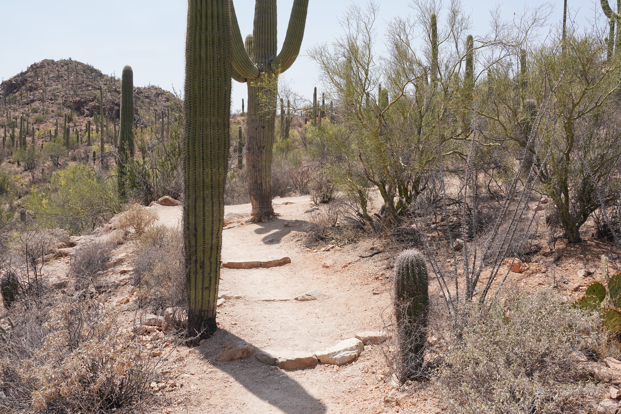 Tucson 1 (33)