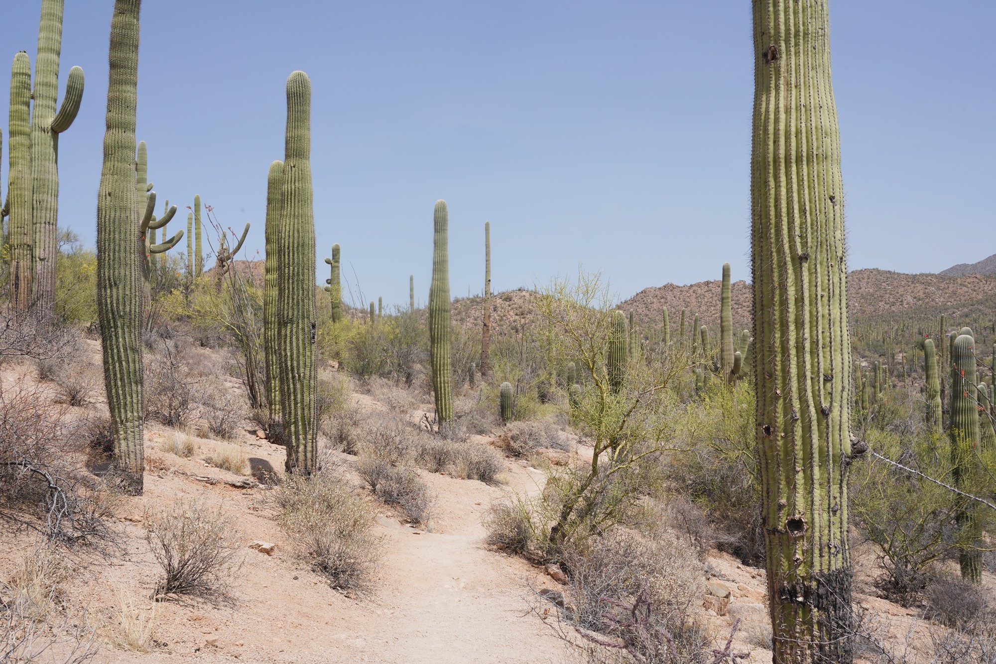 Tucson 1 (34)